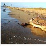 Λιμνοθάλασσα Κοτυχίου : Αγροτικά αυτοκίνητα καταστρέφουν τις φωλιές καρέτα-καρέτα
