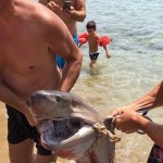 Εικόνες ντροπής σε παραλία της Ηλείας με την περιφορά δυο τραυματισμένων  μικρών καρχαριών