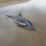 Νεκρό δελφίνι σε παραλία του Πύργου Ηλείας  (φωτο)