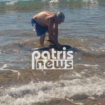 Ηλεία : Σπάνιο δελφίνι που έχασε την μητέρα του εκβράστηκε στην παραλία Σπιάτζα του Πύργου (βιντεο)