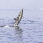 SOS για τα δελφίνια του Ιονίου