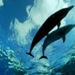 Παγκοσμίως Μοναδικά Δελφίνια στον Κορινθιακό! – 4λεπτο βίντεο (συγκλονιστικές υποβρύχιες και εναέριες λήψεις)