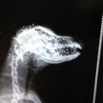 Ηλεία : Πυροβόλησαν στο κεφάλι δεμένο σκυλάκι ( φωτο – ηχητικό )