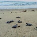 Περισσότερες από 100 φωλιές καρέτα – καρέτα στην ακτογραμμή Κοτυχίου – Στροφυλιάς ( ΦΩΤΟ – ΒΙΝΤΕΟ)