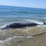 Ζιφιοί: Θύματα των sonar λόγω Γάζας; – Τι λέει διδάκτορας ωκεανογραφίας στο documentonews.gr