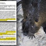 Τρομακτικά ζώα- εισβολείς απειλούν τη δυτική Ελλάδα.