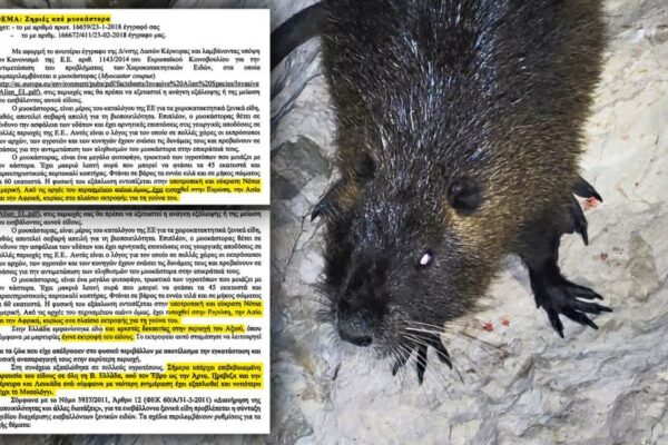 Τρομακτικά ζώα- εισβολείς απειλούν τη δυτική Ελλάδα.